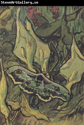 Vincent Van Gogh Death's-Head Moth (nn04)